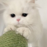玛卡巴卡比布