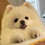 爱コラ的梨