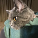 阿果