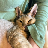 姜猪