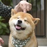 不只是个梨
