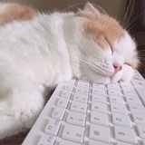 恶🐱来袭