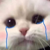 肇事小猫
