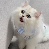 扶游