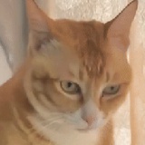 oi