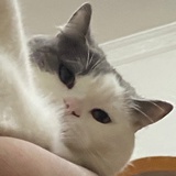 sjkele