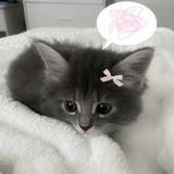qaq