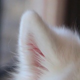 Pamplerose