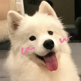 小狗大王ฅ૮•ﻌ•ა