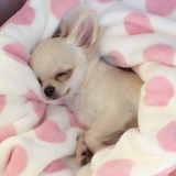 师傅这是什么色