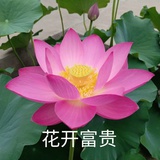 弗澤也