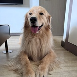 撸汪艺术家