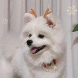 二牛(已绝育