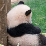 乌鸡麻