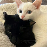 黑猫教信徒