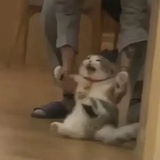 洛洛悦