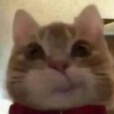 吃我一记猪猪拳