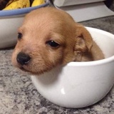 狗妈妈