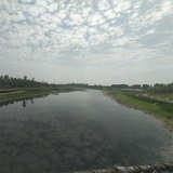 小玫瑰