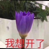 芒果