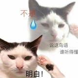 五条小蓝猫