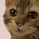 小猫不可以流泪