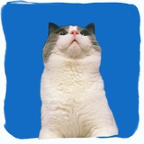 aaaa