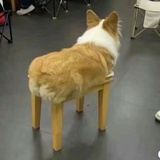 半田趴趴（接🥇