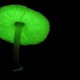 刘美尚