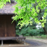 青望