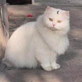 Airam