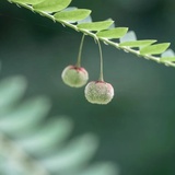 子若