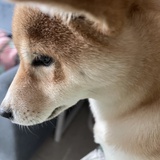 西西弗斯
