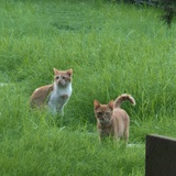 仙人球上仙人掌