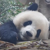 覡君