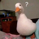 吃葡萄要吐皮！