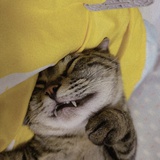 呼呼呼