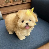 艾米莉亚power