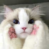 一叶之修
