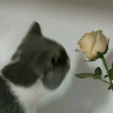 春鹌