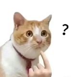 因吹斯汀