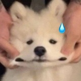 还在嘴硬