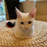 什么时候能养猫