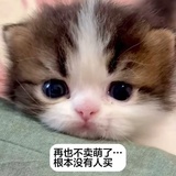蝶雨成宣