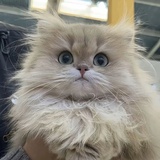 一只平凡的猫🐱