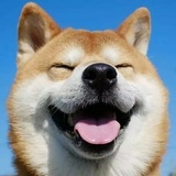 驴皮影内