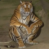 🐯
