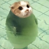 小賊猫