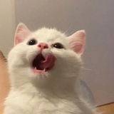 山有扶苏