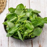 荆芥柠檬茶